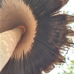 Coprinus comatus at Penrose, NSW - 7 May 2025 10:01 AM
