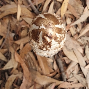 Coprinus comatus at Penrose, NSW - 7 May 2025 10:01 AM
