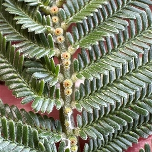 Acacia mearnsii (Black Wattle) at Harrison, ACT - Today by lbradley