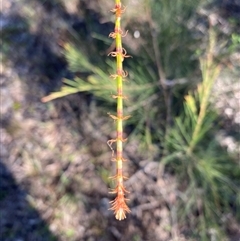 Casuarina/Allocasuarina sp. at Broke, NSW - suppressed