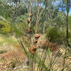 Casuarina/Allocasuarina sp. at Broke, NSW - suppressed