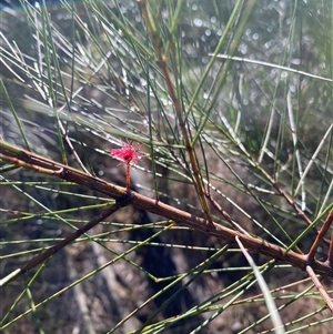 Casuarina/Allocasuarina sp. at Broke, NSW - suppressed