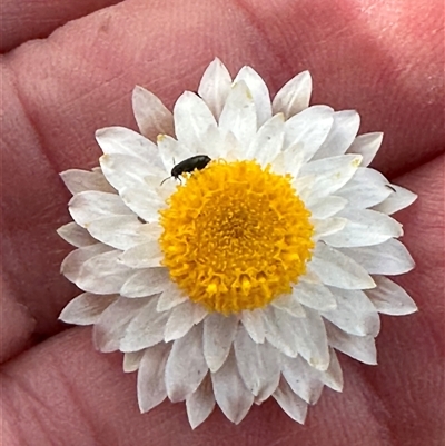 Leucochrysum albicans subsp. tricolor (Hoary Sunray) at Harrison, ACT - Yesterday by lbradley