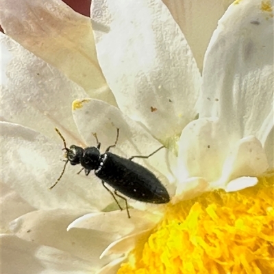 Dasytinae (subfamily) (Soft-winged flower beetle) at Harrison, ACT - 7 May 2025 by lbradley
