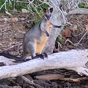 Wallabia bicolor (Swamp Wallaby) at Tuross Head, NSW - 7 May 2025 by MB