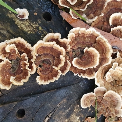 Trametes versicolor by Aussiegall