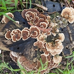 Trametes versicolor at Penrose, NSW - suppressed