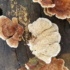 Trametes versicolor at Penrose, NSW - suppressed