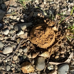 Pisolithus sp. at Broke, NSW - 7 May 2025 08:56 AM