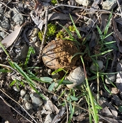 Pisolithus sp. at Broke, NSW - 7 May 2025 08:56 AM