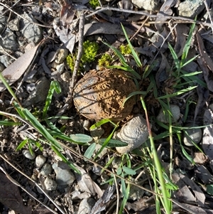 Pisolithus sp. at Broke, NSW - 7 May 2025 08:56 AM