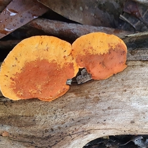 Trametes coccinea (Scarlet Bracket) at Penrose, NSW - Today by Aussiegall