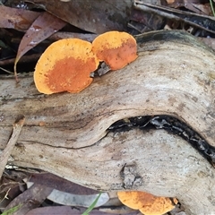 Trametes coccinea at Penrose, NSW - suppressed