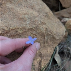 Wahlenbergia sp. (Bluebell) at Watson, ACT - 7 May 2025 by WalterEgo