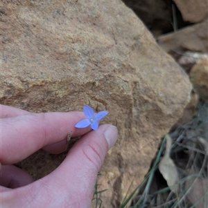 Wahlenbergia sp. (Bluebell) at Watson, ACT - 7 May 2025 by WalterEgo