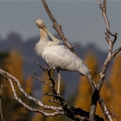 Platalea flavipes (Yellow-billed Spoonbill) at Fyshwick, ACT - 5 May 2025 by rawshorty