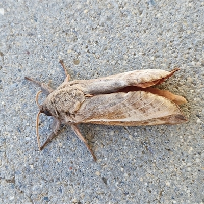 Oxycanus dirempta (Variable Oxycanus) at Wright, ACT - Yesterday by trevorpreston