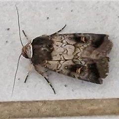 Proteuxoa restituta (Black-bodied Noctuid) at Lyneham, ACT - 6 May 2025 by trevorpreston