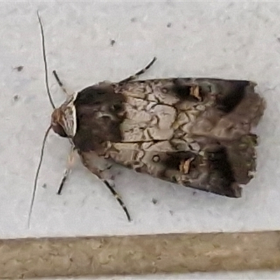 Proteuxoa restituta (Black-bodied Noctuid) at Lyneham, ACT - 6 May 2025 by trevorpreston