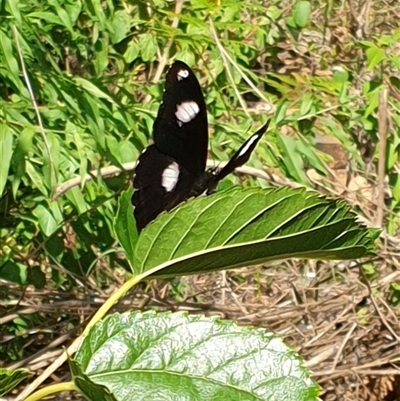Hypolimnas bolina (Varied Eggfly) at Copmanhurst, NSW - 23 Jan 2025 by MazzV