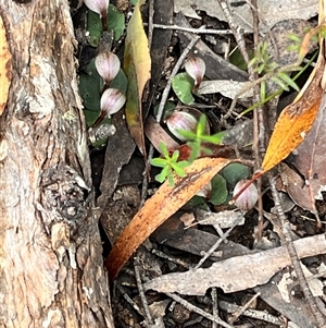 Corybas aconitiflorus by Snowflake