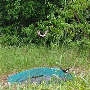 Papilio aegeus at Copmanhurst, NSW - suppressed