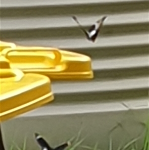 Papilio aegeus at Copmanhurst, NSW - suppressed