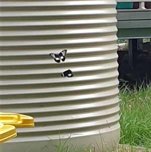 Papilio aegeus at Copmanhurst, NSW - suppressed