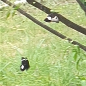 Papilio aegeus at Copmanhurst, NSW - suppressed