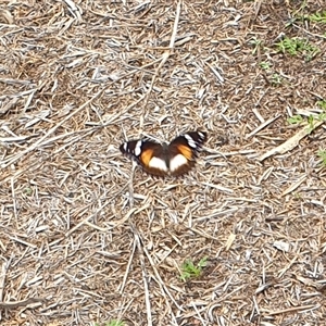 Hypolimnas bolina at Copmanhurst, NSW - suppressed