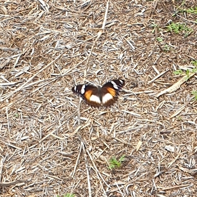 Hypolimnas bolina (Varied Eggfly) at Copmanhurst, NSW - 26 Jan 2025 by MazzV