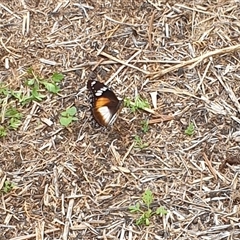 Hypolimnas bolina at Copmanhurst, NSW - suppressed