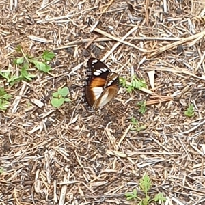 Hypolimnas bolina at Copmanhurst, NSW - suppressed