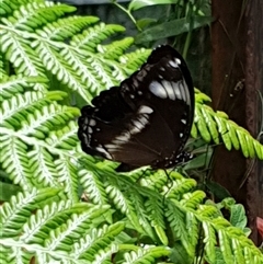 Hypolimnas bolina (Varied Eggfly) at Copmanhurst, NSW by MazzV