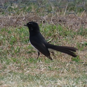 Rhipidura leucophrys (Willie Wagtail) at Tharwa, ACT - 6 May 2025 by RodDeb