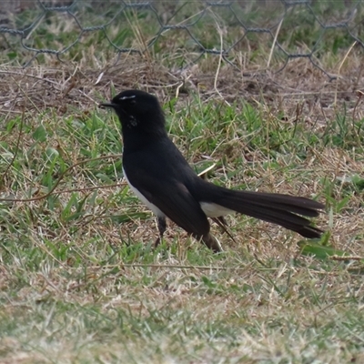 Rhipidura leucophrys (Willie Wagtail) at Tharwa, ACT - 6 May 2025 by RodDeb