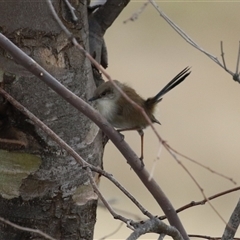 Malurus cyaneus (Superb Fairywren) at Tharwa, ACT - 6 May 2025 by RodDeb