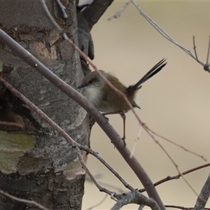 Malurus cyaneus (Superb Fairywren) at Tharwa, ACT - 6 May 2025 by RodDeb