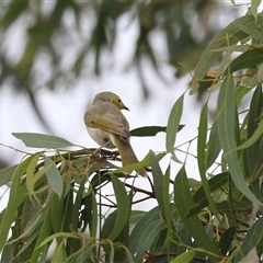 Ptilotula penicillata (White-plumed Honeyeater) at Tharwa, ACT - 6 May 2025 by RodDeb