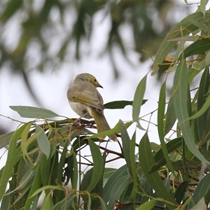 Ptilotula penicillata (White-plumed Honeyeater) at Tharwa, ACT - 6 May 2025 by RodDeb