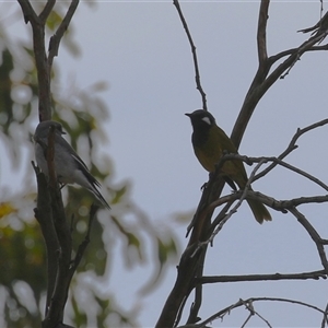 Nesoptilotis leucotis (White-eared Honeyeater) at Tharwa, ACT - 6 May 2025 by RodDeb
