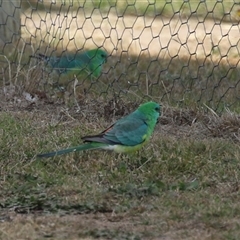 Psephotus haematonotus (Red-rumped Parrot) at Tharwa, ACT - 6 May 2025 by RodDeb