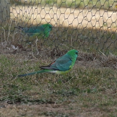Psephotus haematonotus (Red-rumped Parrot) at Tharwa, ACT - 6 May 2025 by RodDeb