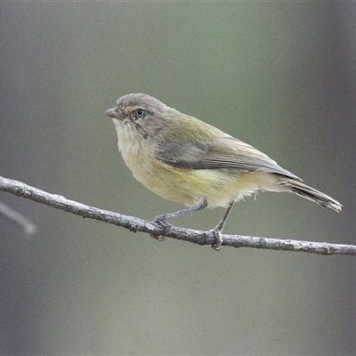 Smicrornis brevirostris (Weebill) at Tharwa, ACT - 6 May 2025 by RodDeb