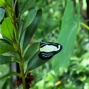 Psychonotis caelius at Copmanhurst, NSW - suppressed