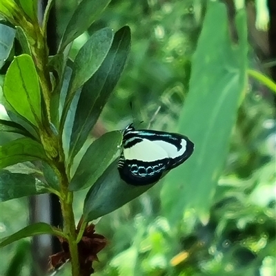 Psychonotis caelius (Small Green-banded Blue) at Copmanhurst, NSW - 25 Jan 2025 by MazzV