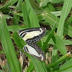 Psychonotis caelius at Copmanhurst, NSW - suppressed