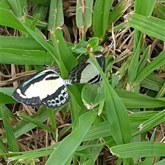 Psychonotis caelius at Copmanhurst, NSW - suppressed