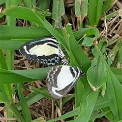 Psychonotis caelius at Copmanhurst, NSW - suppressed