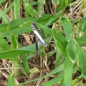 Psychonotis caelius at Copmanhurst, NSW - suppressed